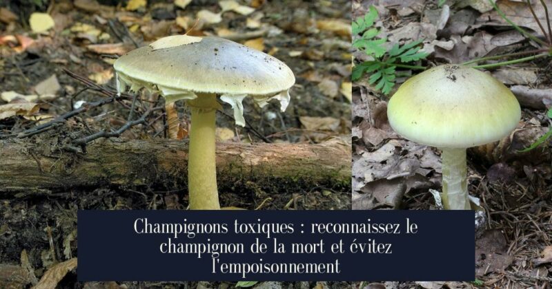 Champignons toxiques : reconnaissez le champignon de la mort et évitez l'empoisonnement