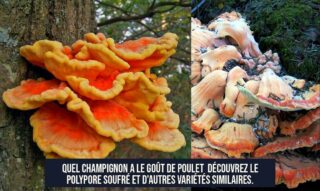 Quel champignon a le goût de poulet Découvrez le Polypore soufré et d'autres variétés similaires.