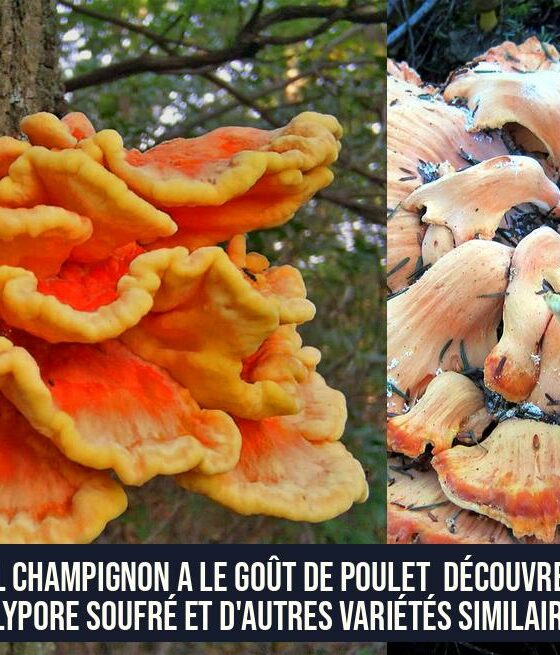 Quel champignon a le goût de poulet Découvrez le Polypore soufré et d'autres variétés similaires.