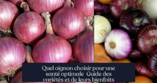 Quel oignon choisir pour une santé optimale Guide des variétés et de leurs bienfaits