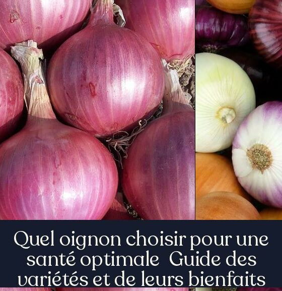 Quel oignon choisir pour une santé optimale Guide des variétés et de leurs bienfaits