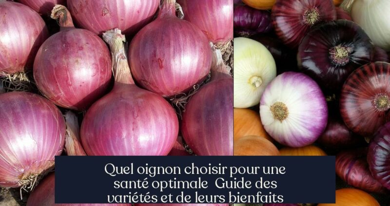Quel oignon choisir pour une santé optimale Guide des variétés et de leurs bienfaits