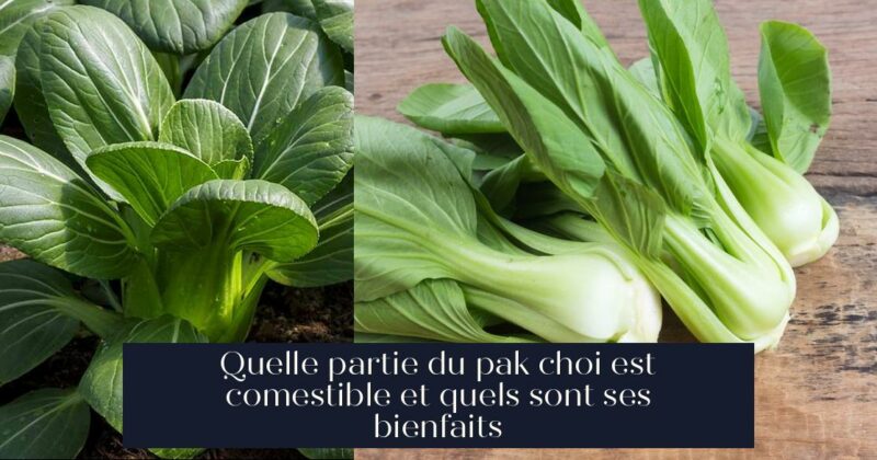 Quelle partie du pak choi est comestible et quels sont ses bienfaits