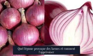 Quel légume provoque des larmes et comment l'apprivoiser