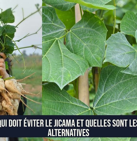 Qui doit éviter le jicama et quelles sont les alternatives