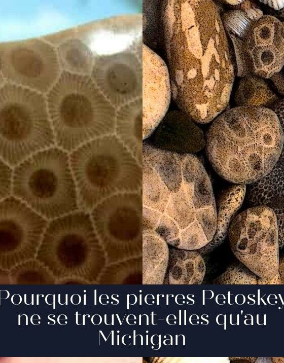 Pourquoi les pierres Petoskey ne se trouvent-elles qu'au Michigan