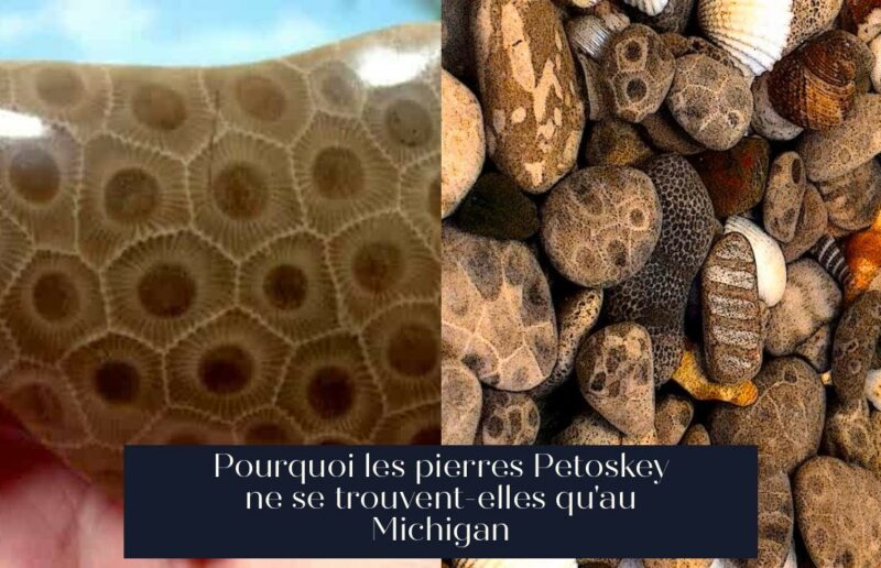 Pourquoi les pierres Petoskey ne se trouvent-elles qu'au Michigan