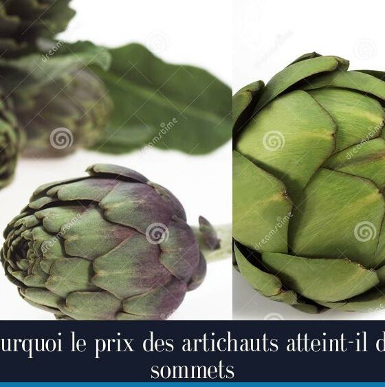 Pourquoi le prix des artichauts atteint-il des sommets