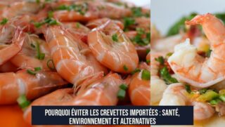 Pourquoi éviter les crevettes importées : santé, environnement et alternatives