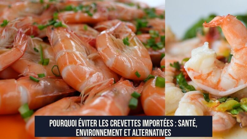 Pourquoi éviter les crevettes importées : santé, environnement et alternatives