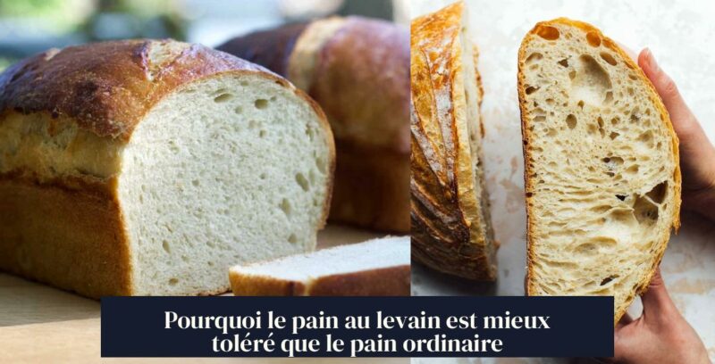 Pourquoi le pain au levain est mieux toléré que le pain ordinaire
