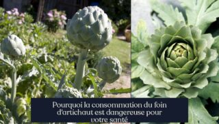 Pourquoi la consommation du foin d'artichaut est dangereuse pour votre santé