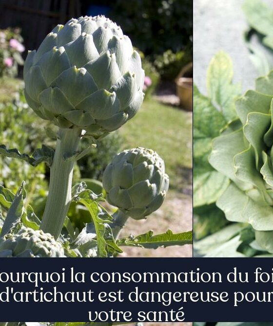 Pourquoi la consommation du foin d'artichaut est dangereuse pour votre santé