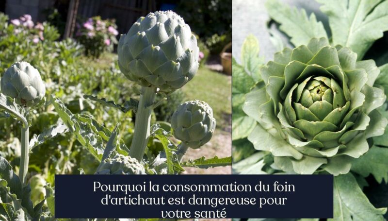 Pourquoi la consommation du foin d'artichaut est dangereuse pour votre santé