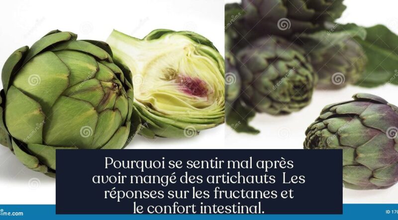 Pourquoi se sentir mal après avoir mangé des artichauts Les réponses sur les fructanes et le confort intestinal.
