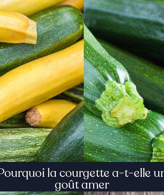 Pourquoi la courgette a-t-elle un goût amer