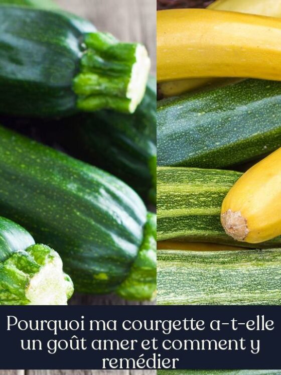 Pourquoi ma courgette a-t-elle un goût amer et comment y remédier