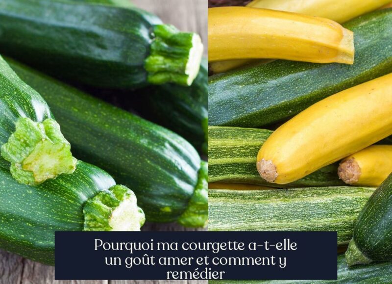 Pourquoi ma courgette a-t-elle un goût amer et comment y remédier