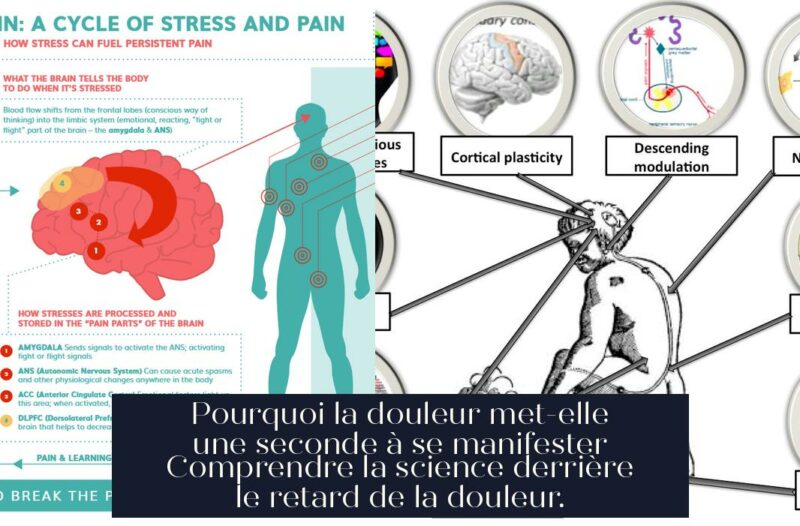 Pourquoi la douleur met-elle une seconde à se manifester Comprendre la science derrière le retard de la douleur.