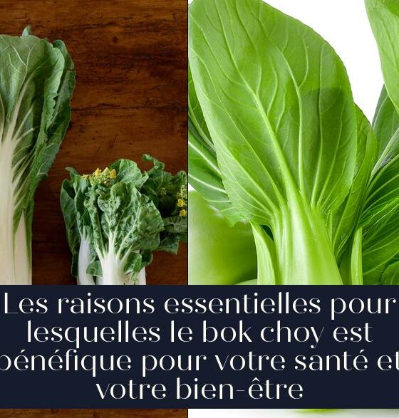 Les raisons essentielles pour lesquelles le bok choy est bénéfique pour votre santé et votre bien-être
