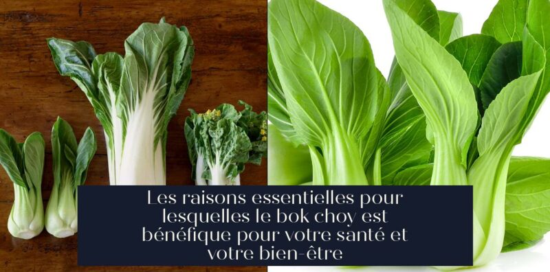 Les raisons essentielles pour lesquelles le bok choy est bénéfique pour votre santé et votre bien-être