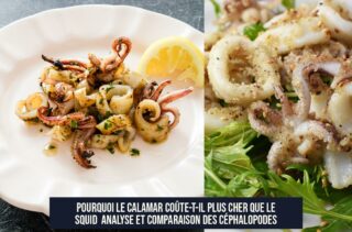 Pourquoi le Calamar Coûte-t-il Plus cher que le Squid Analyse et Comparaison des Céphalopodes