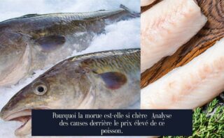 Pourquoi la morue est-elle si chère Analyse des causes derrière le prix élevé de ce poisson.