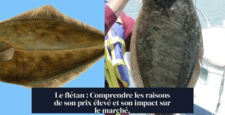 Le flétan : Comprendre les raisons de son prix élevé et son impact sur le marché.
