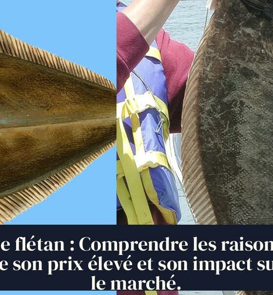 Le flétan : Comprendre les raisons de son prix élevé et son impact sur le marché.