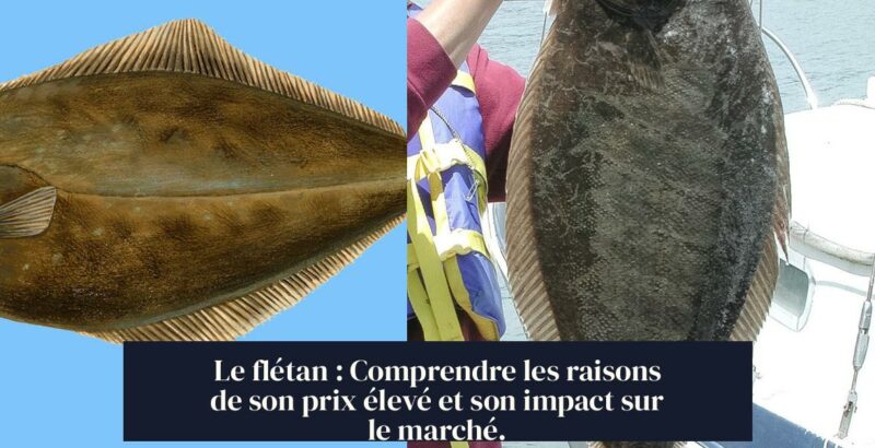 Le flétan : Comprendre les raisons de son prix élevé et son impact sur le marché.