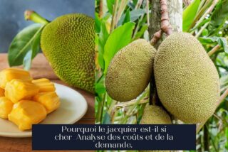 Pourquoi le jacquier est-il si cher Analyse des coûts et de la demande.