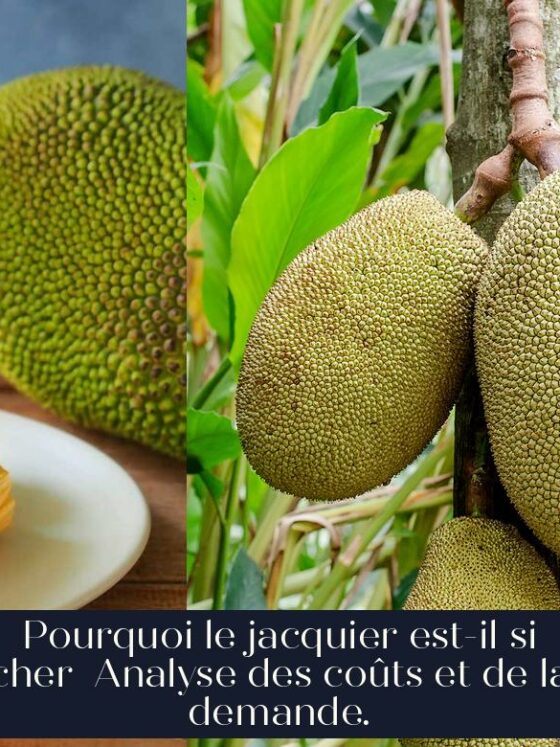 Pourquoi le jacquier est-il si cher Analyse des coûts et de la demande.