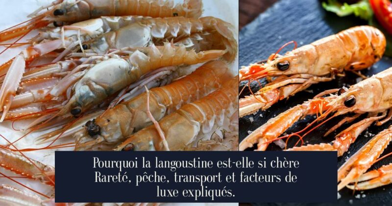 Pourquoi la langoustine est-elle si chère Rareté, pêche, transport et facteurs de luxe expliqués.