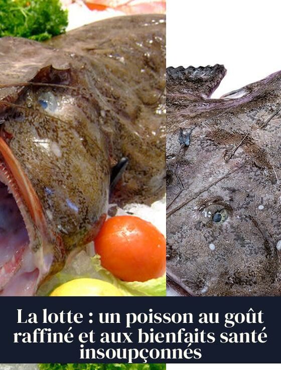 La lotte : un poisson au goût raffiné et aux bienfaits santé insoupçonnés