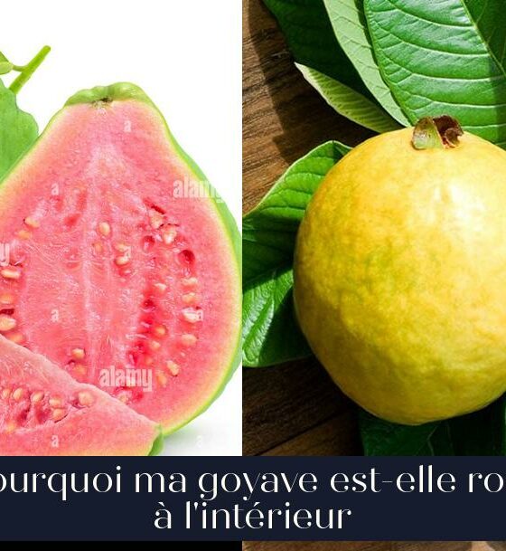 Pourquoi ma goyave est-elle rose à l'intérieur