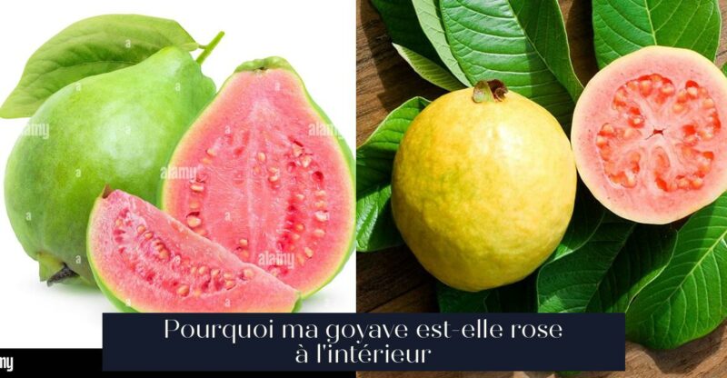 Pourquoi ma goyave est-elle rose à l'intérieur