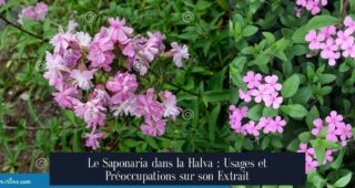 Le Saponaria dans la Halva : Usages et Préoccupations sur son Extrait