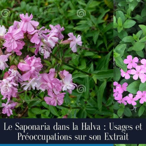 Le Saponaria dans la Halva : Usages et Préoccupations sur son Extrait