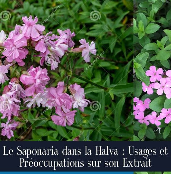 Le Saponaria dans la Halva : Usages et Préoccupations sur son Extrait