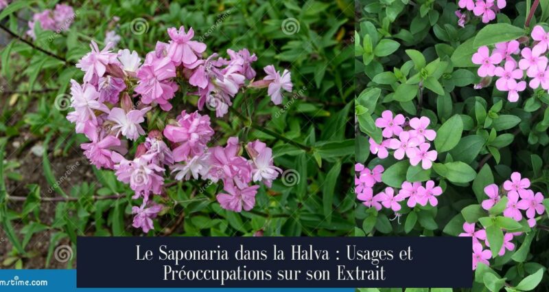 Le Saponaria dans la Halva : Usages et Préoccupations sur son Extrait