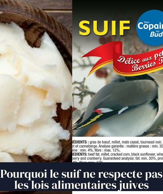 Pourquoi le suif ne respecte pas les lois alimentaires juives