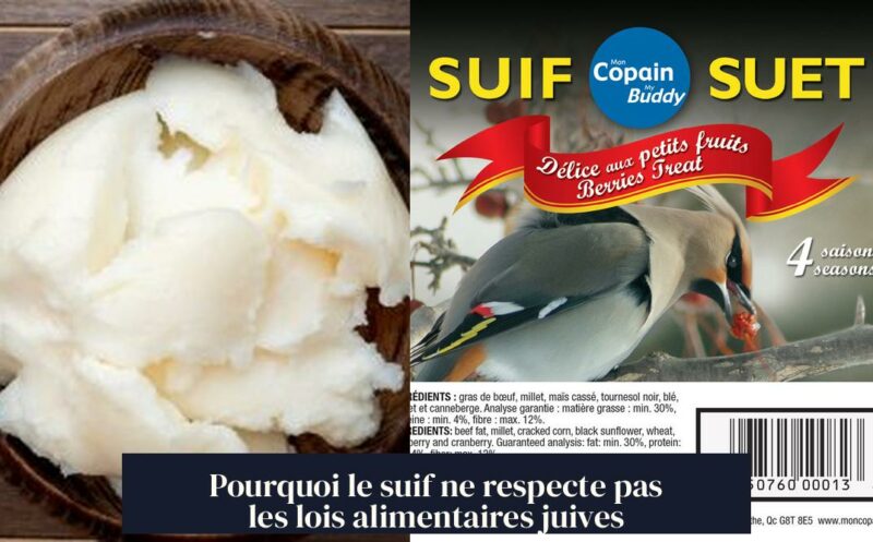 Pourquoi le suif ne respecte pas les lois alimentaires juives