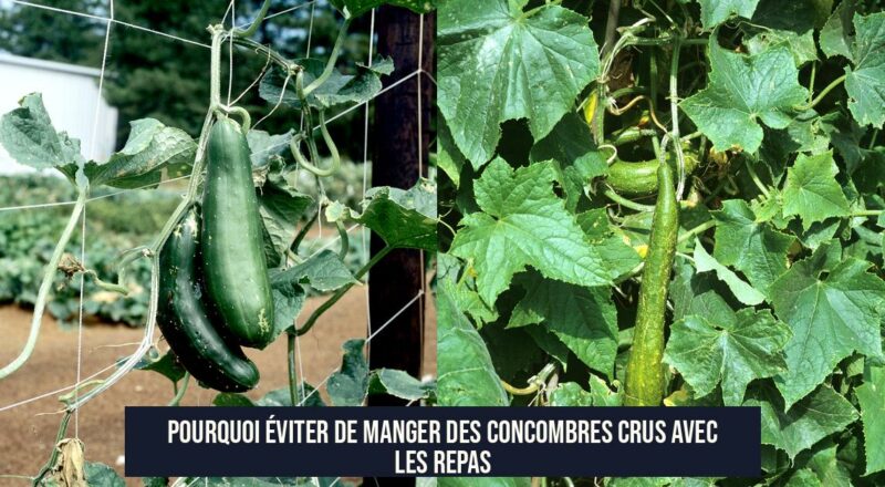 Pourquoi éviter de manger des concombres crus avec les repas