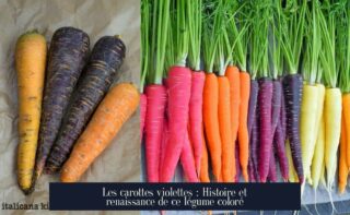 Les carottes violettes : Histoire et renaissance de ce légume coloré
