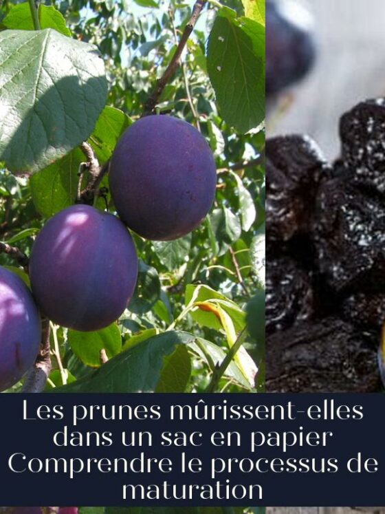 Les prunes mûrissent-elles dans un sac en papier Comprendre le processus de maturation