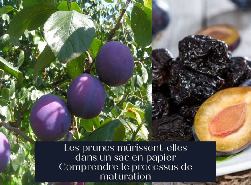 Les prunes mûrissent-elles dans un sac en papier Comprendre le processus de maturation