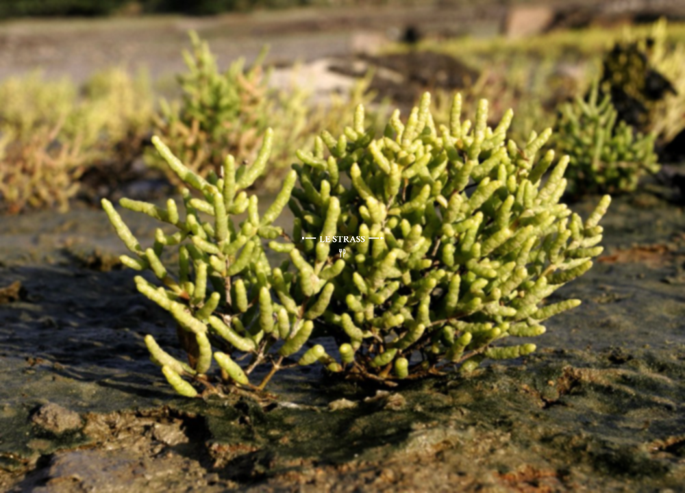 Recette Savoureuse De Salicornes Cuisine Conservation Et Bienfaits 
